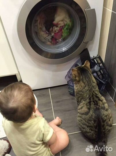 Ремонт стиральных и посудомоечных машин