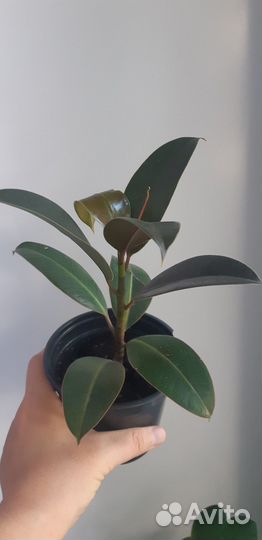 Фикус Мелани