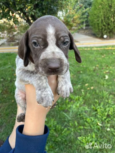 Собаки щенки курцхаар