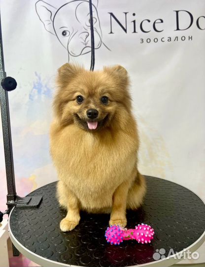 Груминг собак