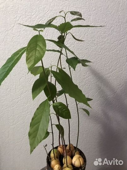 Авокадо деревца