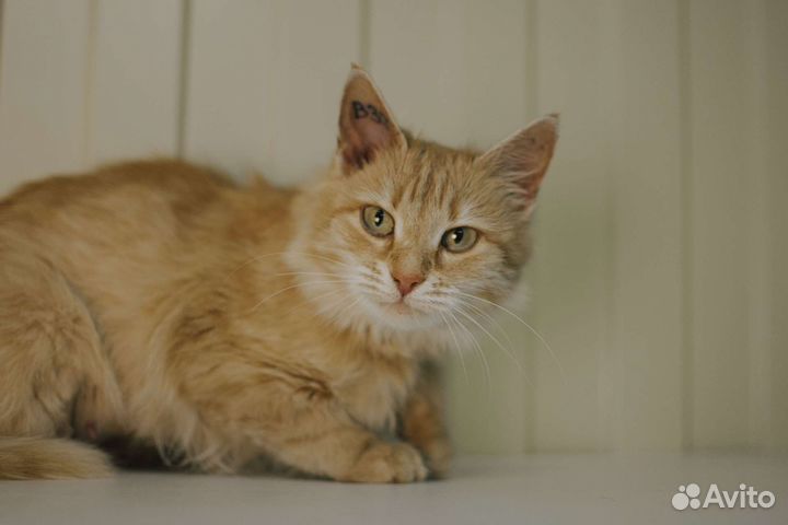 Кошечка в добрые руки