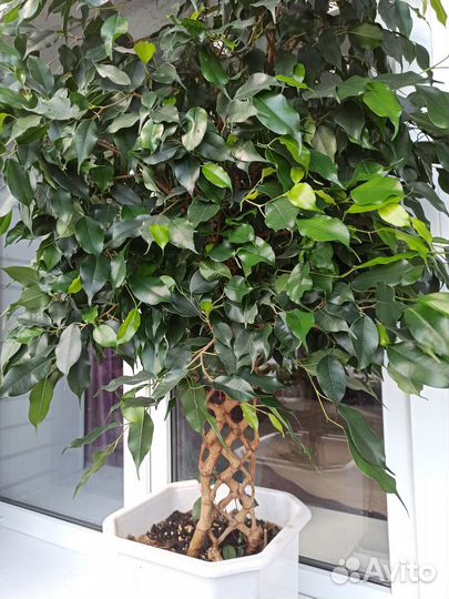 Фикус Бенджамина плетеный