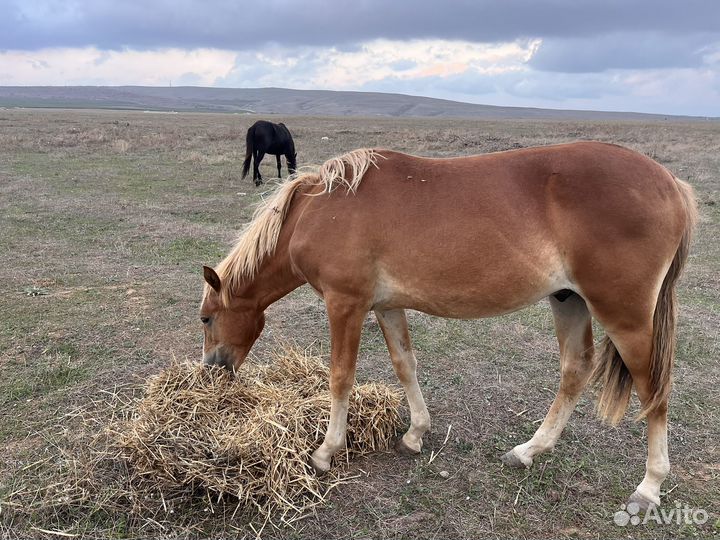 Лошадь и жеребец