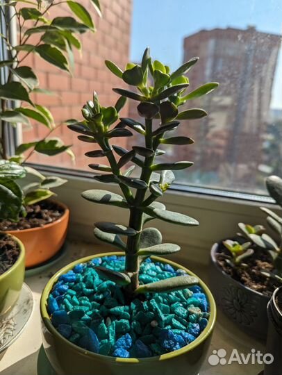 Крассула толстянка