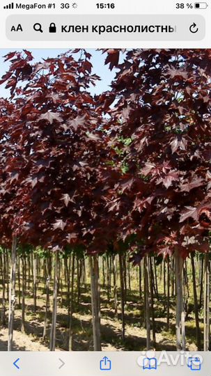 Клен канадский краснолистный