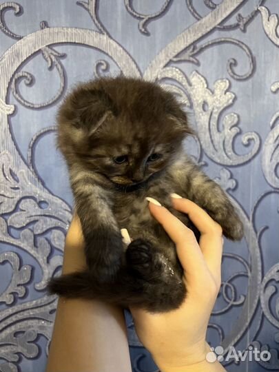 Вислоухий котэ