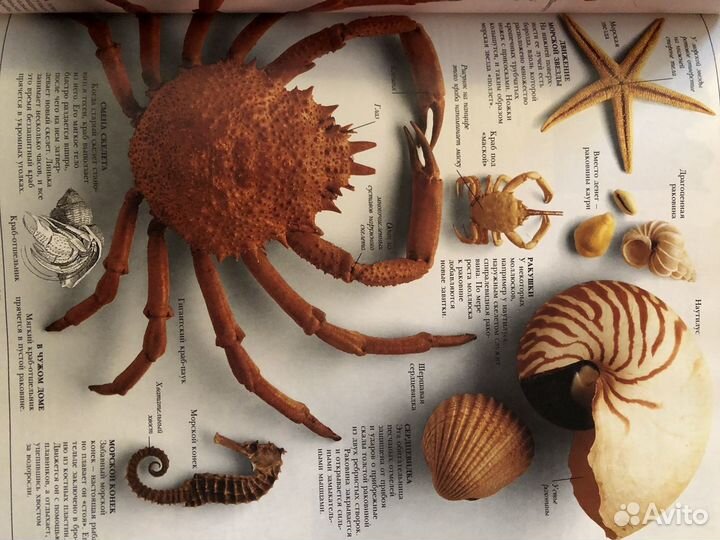 Коллекция книг Дорлинг 4 книги