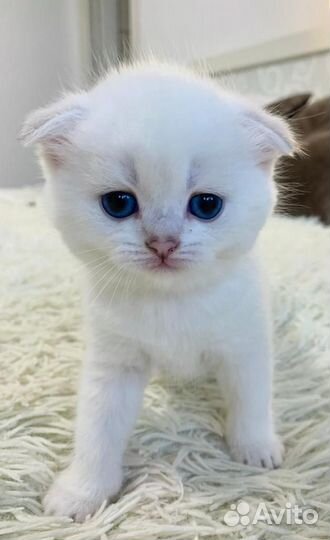 Продаются котята шотландцы шиншилла серебро