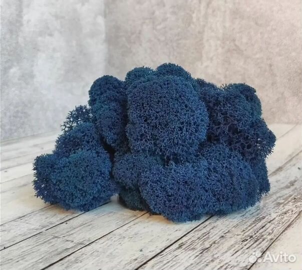 Стабилизированный мох синий