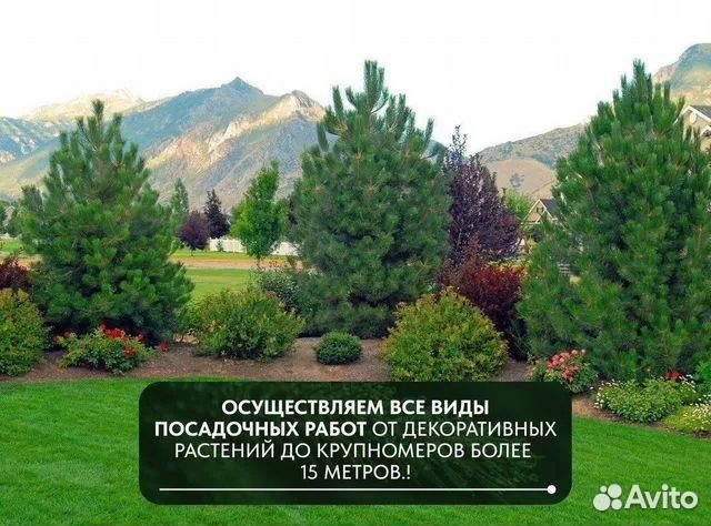 Сосна веймутова