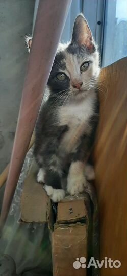 Кошка Котенок