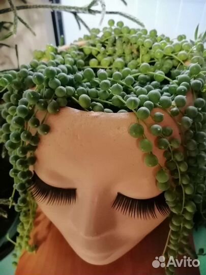 Крестовик роули