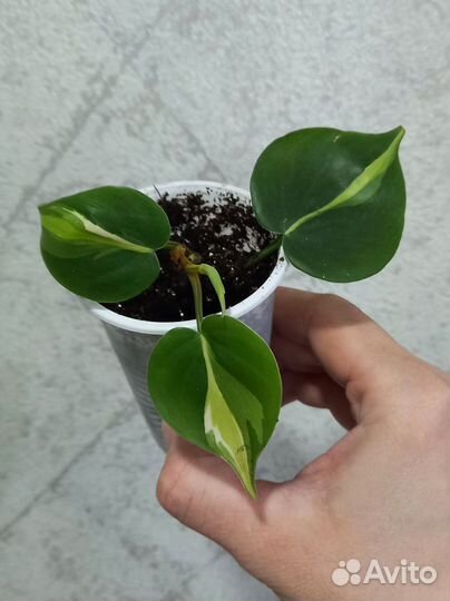 Сциндапсус, эпипремнум, фил и др