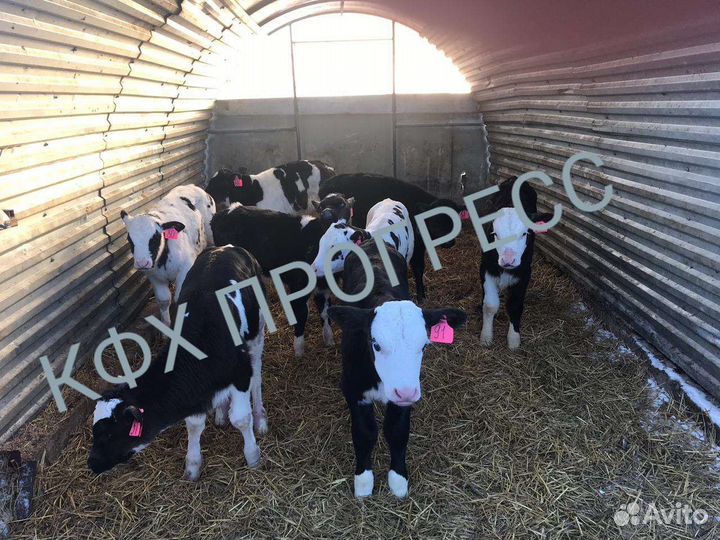 Телята бычки