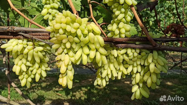 Саженцы винограда