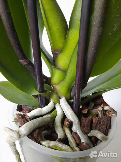 Орхидея Gold Sun 3 цветоноса