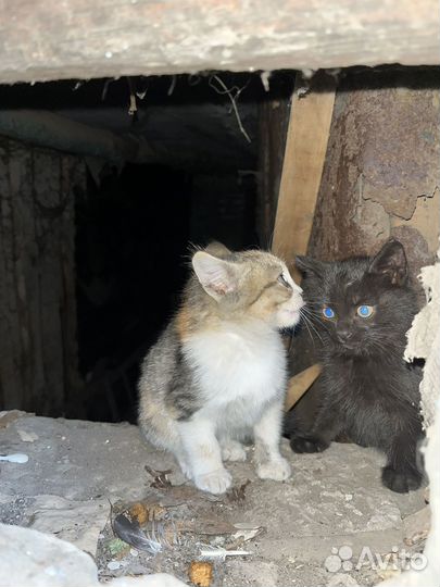 Котенок в дар бесплатно
