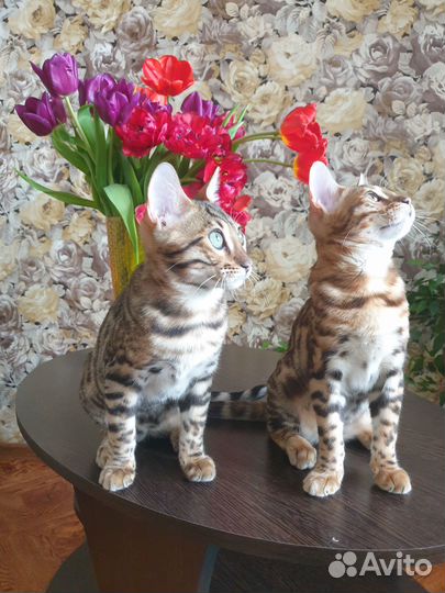 Бенгальские котята (несут радость и счастье в дом)