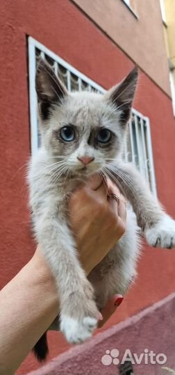 Котенок котик