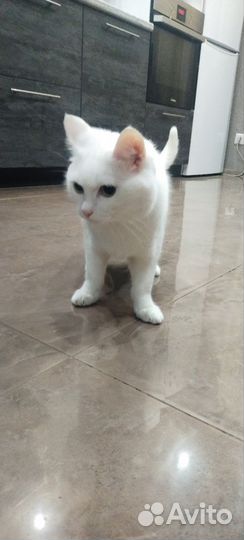Отдам кота в добрые руки