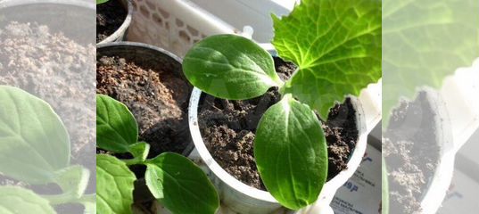 Рассада огурцов вытянулась. Огуречная рассада вытянулась. Завявшая рассада огурцов. Всходы огурца. Рассада цинии.