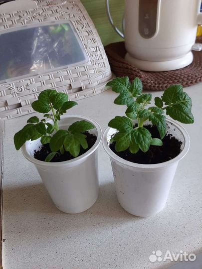 Рассада помидор