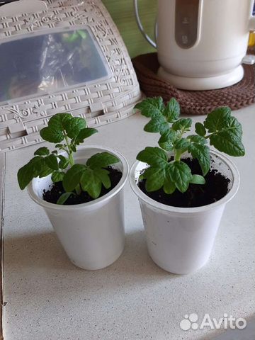 Рассада помидор