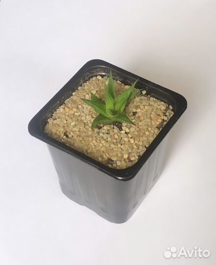 Суккуленты. Эхеверия, хавортия, крассула