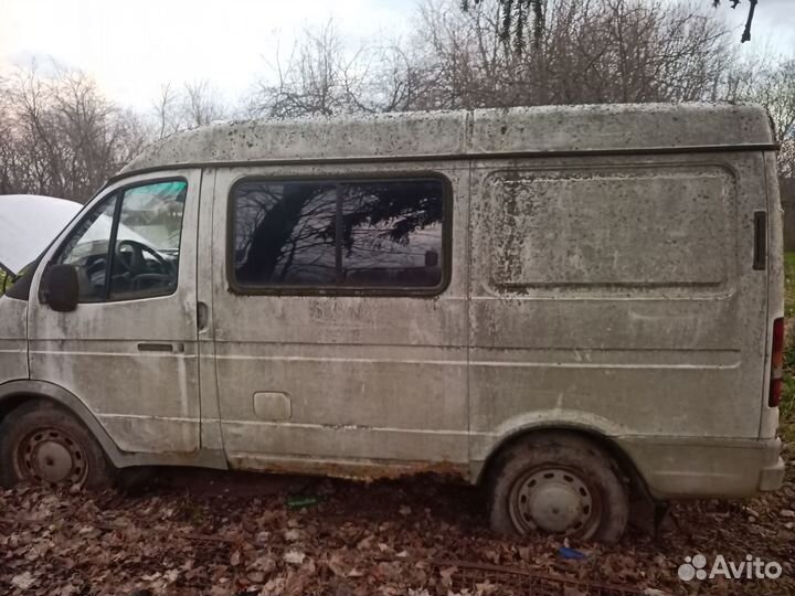 Газель соболь