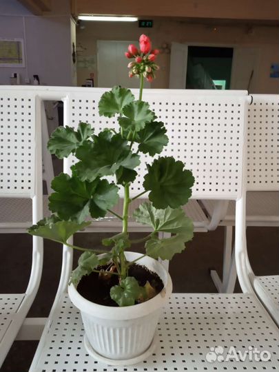 Пеларгония герань