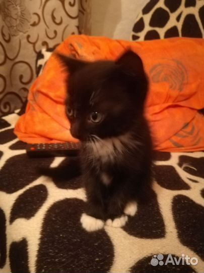 Котёнок в дар бесплатно