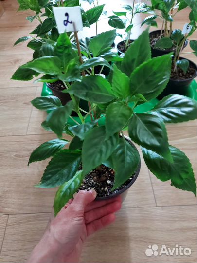 Бальзамин розенбудный (огонёк, мокрый Ванька)