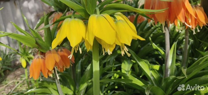 Рябчик императорский