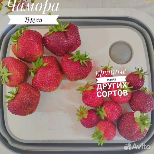Саженцы клубники Чамора Туруси