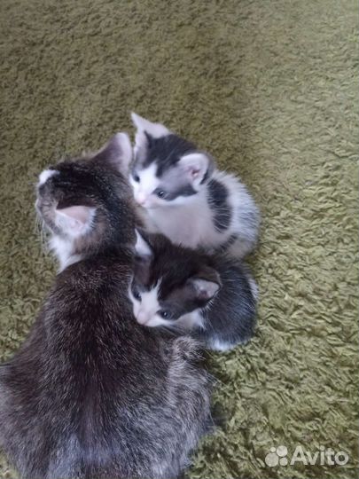 Котята в добрые руки