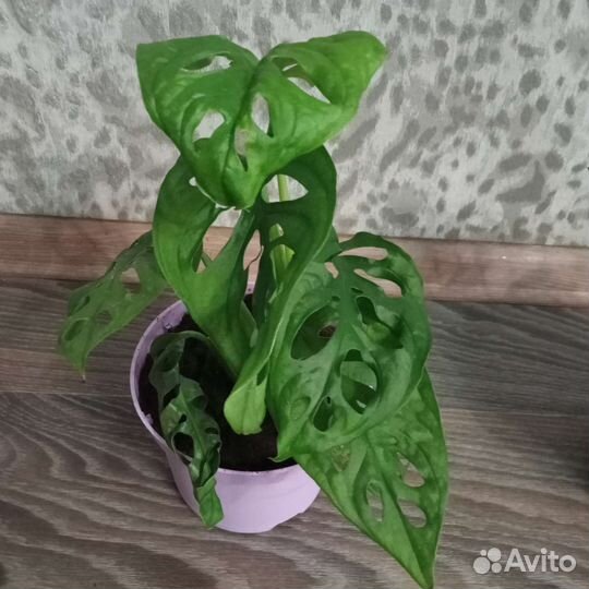 Монстера Манки