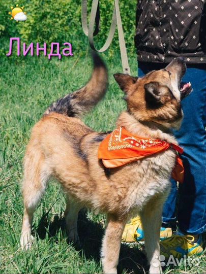 Чудо-собака Линда