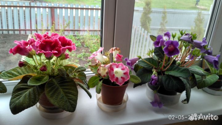 Глоксинии молодые