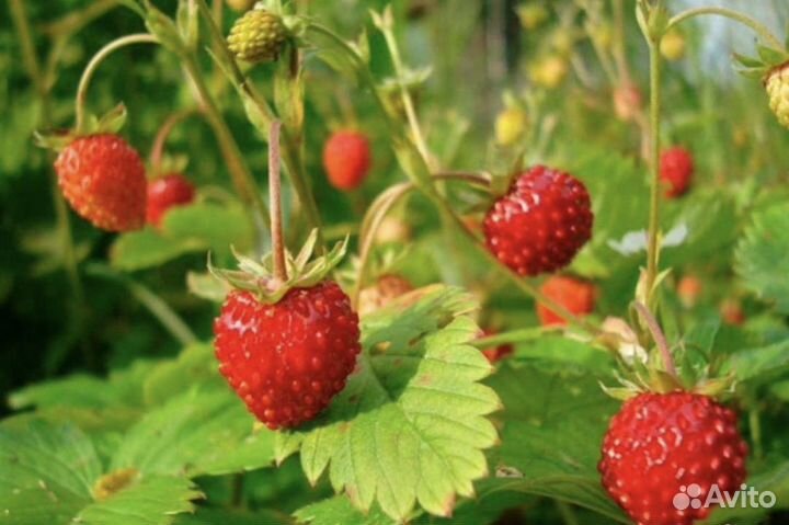 Земляника садовая ремонтантная