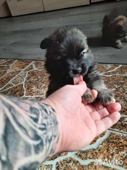 Маленькая собака шпиц