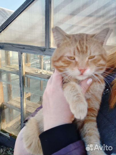 Котик в добрые руки