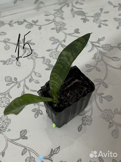 Комнатные растения