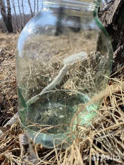 Березовый сок с доставкой от 6 литров