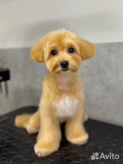 Стрижка собак и кошек,Зоосалон,Грумер