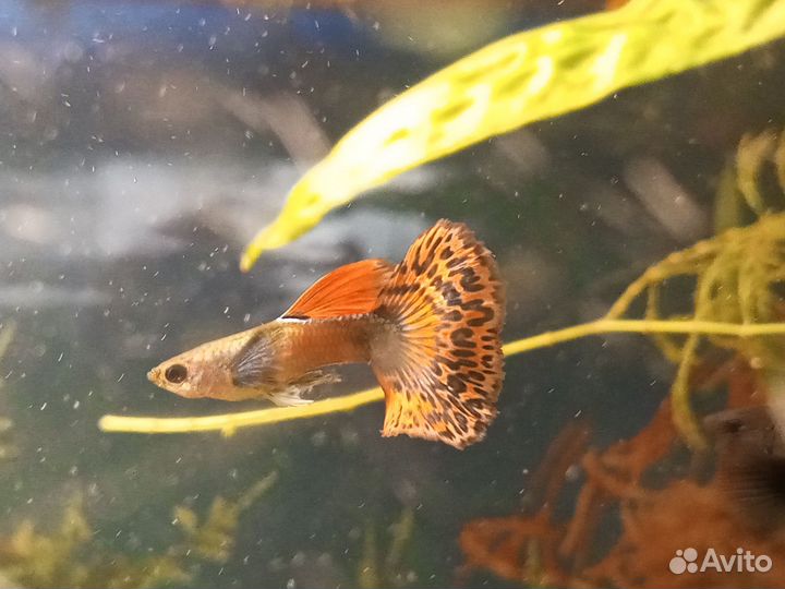 Аквариумные рыбки