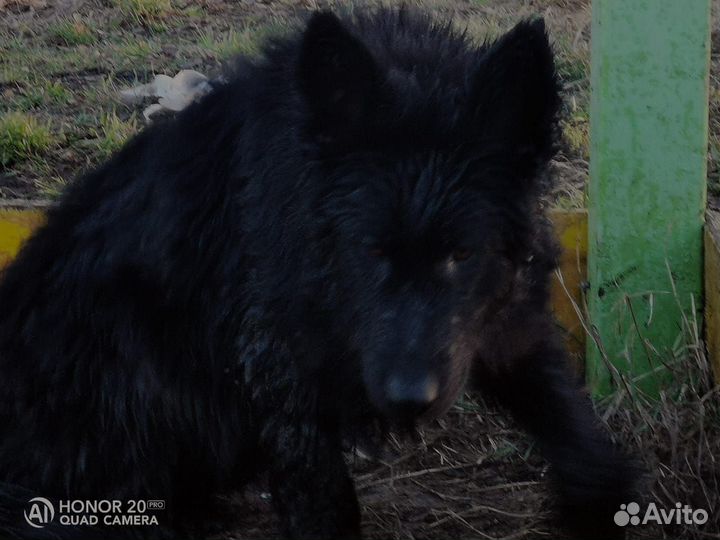 Черная немецкая овчарка