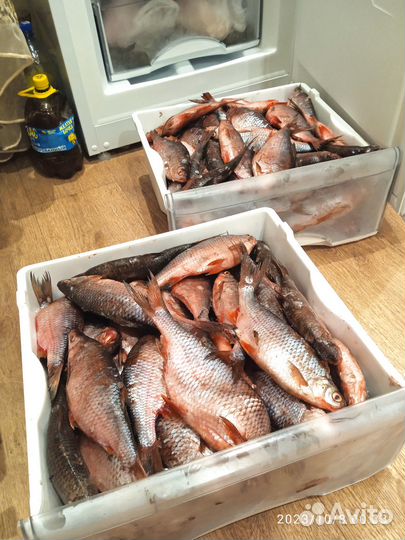 Свежая речная рыба