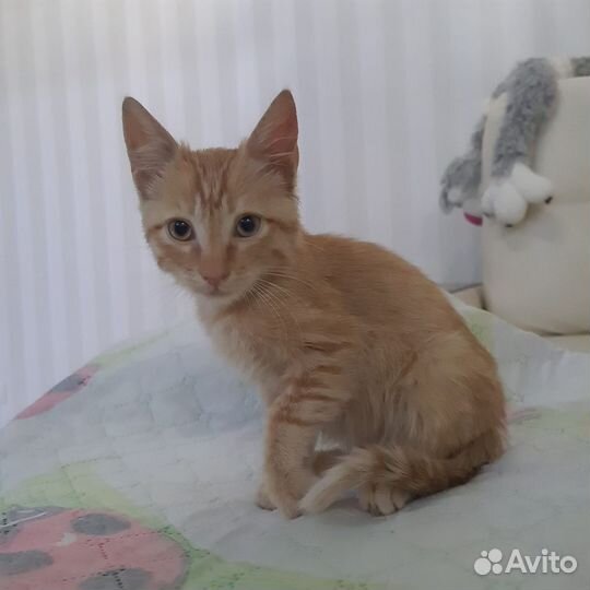 Рыжий красавчик в дар