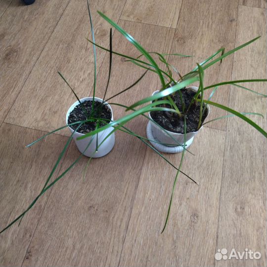 Бальзамин махровый